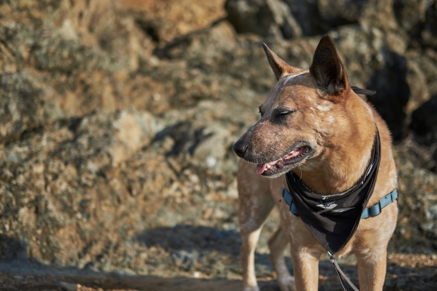Photograph illustrating: What Human Food Can Dogs Eat? A Safe and Unsafe List